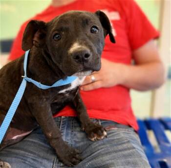 Labrador Retriever and Mixed Breed Dogs Available for Adoption in St. Louis, Missouri - MIA | PetCurious