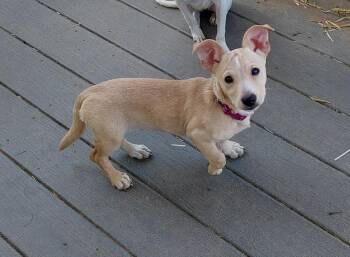 Dachshund Dogs Available for Adoption in Conesus, New York - Blake | PetCurious