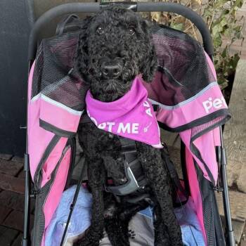 Doll -  Standard Poodle Dog for Adoption in Shermans Dale, Pennsylvania - Doll | PetCurious