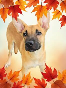 Rescue Belgian Shepherd Malinois Dogs for Adoption in Lorida, Florida - Ryder | PetCurious
