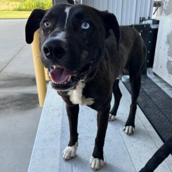 Glover -  Catahoula Leopard Dog and Pit Bull Terrier Dog for Adoption in Carlyle, Illinois - Glover | PetCurious