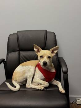 Otis -  Basenji and Chihuahua Dog for Adoption in Irwin, Pennsylvania - Otis | PetCurious