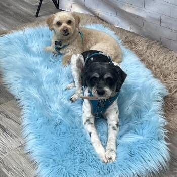 Axford and Murphy -  Bichon Frise and Havanese Dog for Adoption in Villa Park, California - Axford And Murphy | PetCurious
