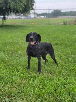 Rosey -  Pointer Dog for Adoption in Huntington, Indiana - Rosey | PetCurious