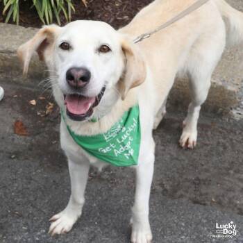 Bella -  Labrador Retriever and Hound Dog for Adoption in Washington, District Of Columbia - Bella | PetCurious