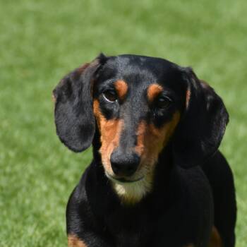 Radagast -  Dachshund Dog for Adoption in Auburn, Nebraska - Radagast | PetCurious