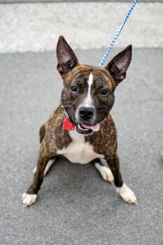 Tix -  Terrier Dog for Adoption in Frankfort, New York - Tix | PetCurious