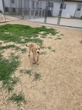 Leon -  German Shepherd Dog and Yellow Labrador Retriever Dog for Adoption in Maquoketa, Iowa - Leon | PetCurious