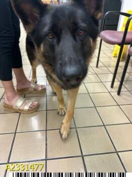 Mixed Breed Dogs Available for Adoption in West Palm Beach, Florida - JERRYLEE | PetCurious