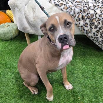 Pit Bull Terrier and Mixed Breed Dogs Available for Adoption - Grace JuM | PetCurious