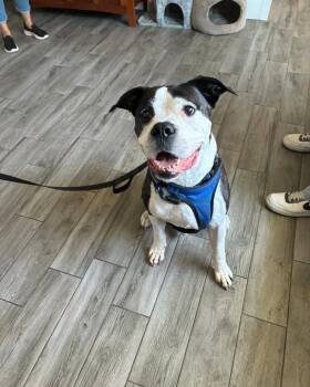 Hank -  American Bulldog Dog for Adoption in Rock Hill, New York - Hank | PetCurious