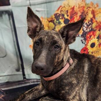 Rescue German Shepherd Dog and Pit Bull Terrier Dogs for Adoption in Austin, Texas - Pinky Lou LiW | PetCurious