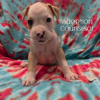 Adoption Counselor -  Boxer and Mixed Breed Dog for Adoption in Parkersburg, West Virginia - Adoption Counselor | PetCurious