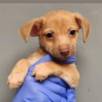 Salsa -  Chihuahua Dog for Adoption in Copiague, New York - Salsa | PetCurious