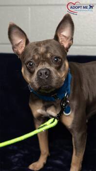 Mocha -  Mixed Breed Dog for Adoption in Alexandria, Virginia - Mocha | PetCurious