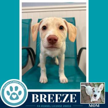 Labrador Retriever Dogs Available for Adoption in Kimberton, Pennsylvania - Breeze (Bonny