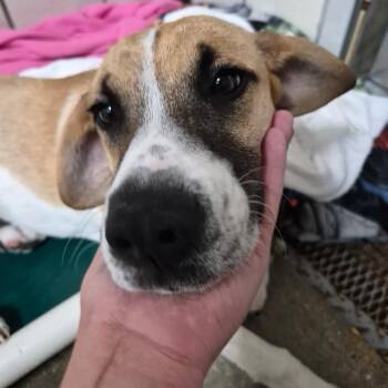 Labrador Retriever Dogs Available for Adoption in Starkville, Mississippi - Calvin | PetCurious