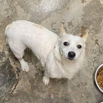 Grumpette -  Terrier and Mixed Breed Dog for Adoption in Corbin, Kentucky - Grumpette | PetCurious