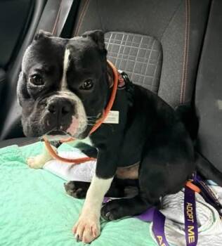 DOC -  Mixed Breed and French Bulldog Dog for Adoption - DOC | PetCurious