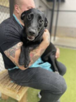 Rescue Mixed Breed Dogs for Adoption in Atlanta, Georgia - Quaveon | PetCurious