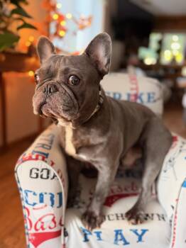 Frisky -  French Bulldog Dog for Adoption in North Freedom, Wisconsin - Frisky | PetCurious