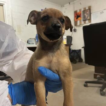 Chihuahua Dogs Available for Adoption in Edinburg, Texas - Woody | PetCurious