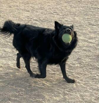 Australian Kelpie and Australian Shepherd Dogs Available for Adoption - Mike — Now Anubis | PetCurious