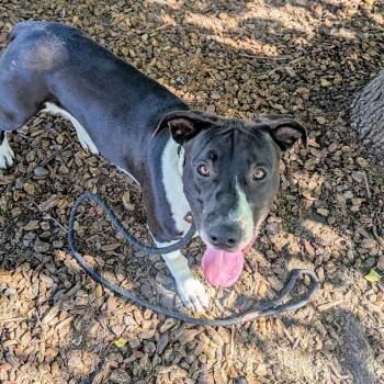 Solana -  Pit Bull Terrier Dog for Adoption in Oakland, California - Solana | PetCurious