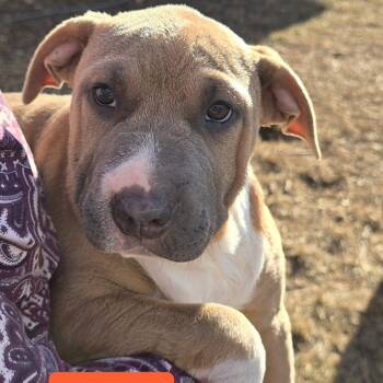 Rescue Shar Pei and Feist Dogs for Adoption in Lenoir, North Carolina - Crystal (Coopers Corner) | PetCurious