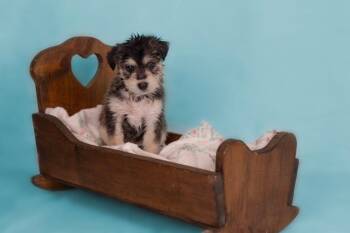 Husky and Miniature Poodle Dogs Available for Adoption in Whitestown, Indiana - Gouda | PetCurious
