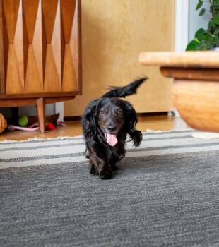 Dachshund Dogs Available for Adoption - Oliver | PetCurious