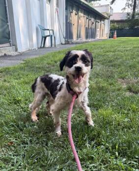 Pongo -  Shih Tzu Dog for Adoption in Pomona, New York - Pongo | PetCurious