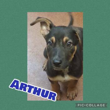 Arthur -  German Shepherd Dog Dog for Adoption in Ringwood, New Jersey - Arthur | PetCurious