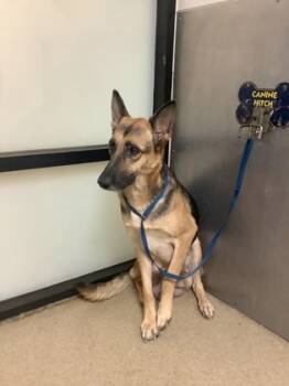 Rescue Shepherd and Mixed Breed Dogs for Adoption in Fort Worth, Texas - Maria | PetCurious