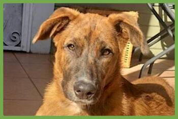 Puppy -  Australian Cattle Dog Blue Heeler and Shepherd Dog for Adoption in Amherst, Massachusetts - Puppy | PetCurious