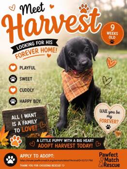 Harvest - Apex Labs -  Labrador Retriever Dog for Adoption in Holly Springs, North Carolina - Harvest - Apex Labs | PetCurious