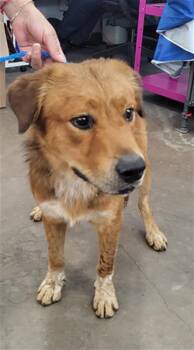 PELUCHE -  Mixed Breed Dog for Adoption in Dallas, Texas - PELUCHE | PetCurious