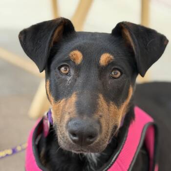 Doberman Pinscher and Australian Kelpie Dogs Available for Adoption - Sasha | PetCurious