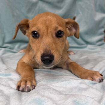Chihuahua Dogs Available for Adoption in Boca Raton, Florida - Waky  8977 | PetCurious