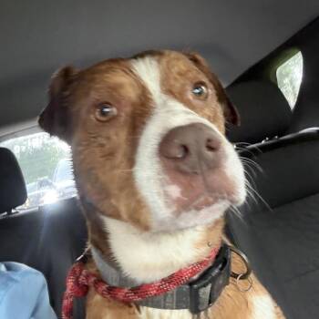 Apollo -  Labrador Retriever and Pit Bull Terrier Dog for Adoption in Livingston, Texas - Apollo | PetCurious