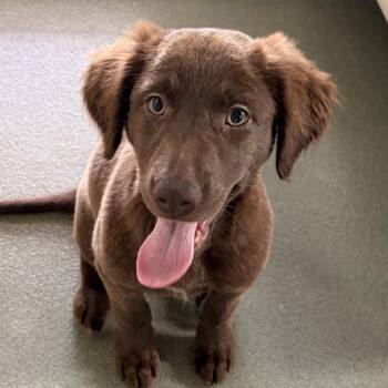 Spaniel and Mixed Breed Dogs Available for Adoption in Bradenton, Florida - Lemon | PetCurious
