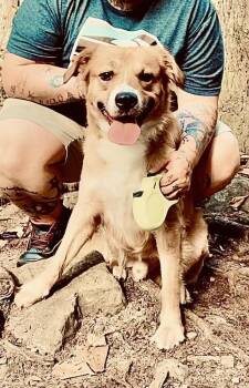 Nova Scotia Duck Tolling Retriever and Mixed Breed Dogs Available for Adoption in Chattanooga, Tennessee - Massai | PetCurious