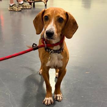 Copper -  Dachshund and Beagle Dog for Adoption in Pineville, Missouri - Copper | PetCurious