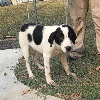 Isaac -  Sheep Dog and Mixed Breed Dog for Adoption in Denison, Texas - Isaac | PetCurious
