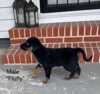 Australian Cattle Dog Blue Heeler and Coonhound Dogs Available for Adoption - Fluffy | PetCurious