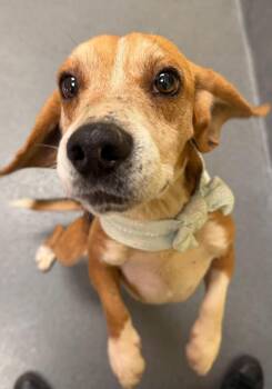 Beagle Dogs Available for Adoption - Starsky | PetCurious
