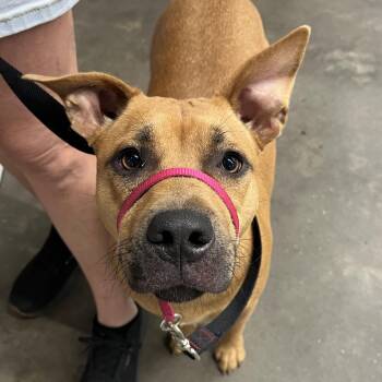 Terrier Dogs Available for Adoption in Tampa, Florida - Tootie | PetCurious