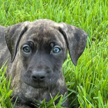 Sweet Tea -  Pit Bull Terrier Dog for Adoption in Richmond, Virginia - Sweet Tea | PetCurious