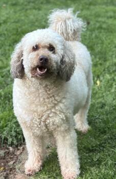 Newfoundland Dog and Miniature Poodle Dogs Available for Adoption in Sandy Springs, Georgia - Louie | PetCurious