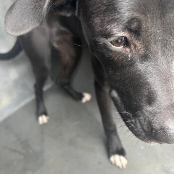 WATER -  Black Labrador Retriever Dog for Adoption in Greensboro, North Carolina - WATER | PetCurious